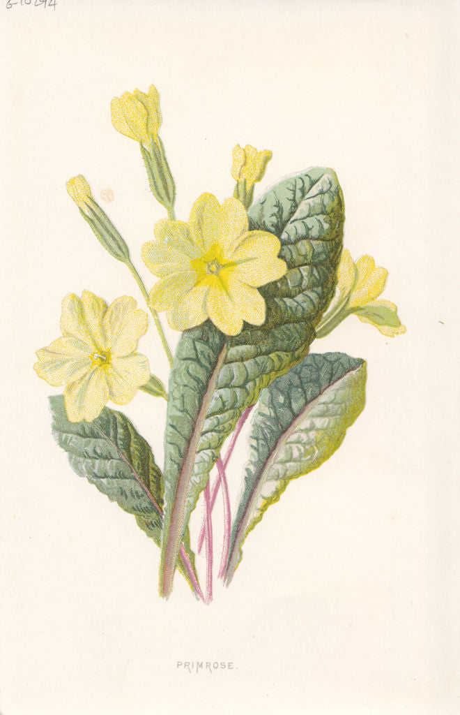 FLOWERS. Primrose c1895 old antique vintage print picture